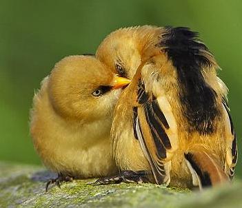 LOVLY WAY 